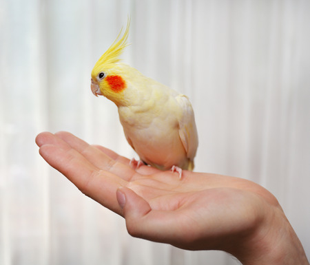 Yellow cockatiel on female hand