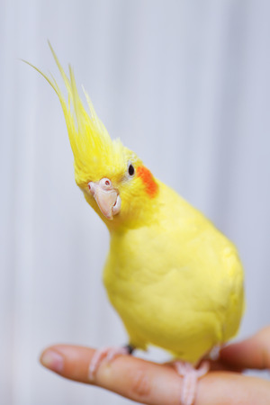 Yellow cockatiel on a female finger, close upの写真素材