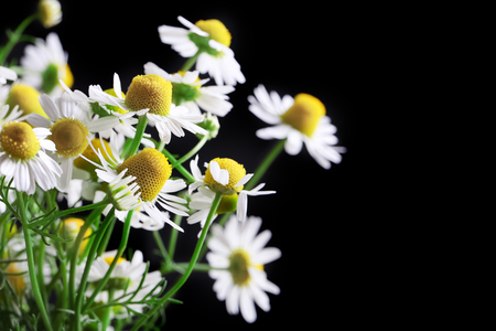 Daisy flowers on dark backgroundの写真素材