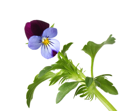 Wildflowers isolated on whiteの写真素材