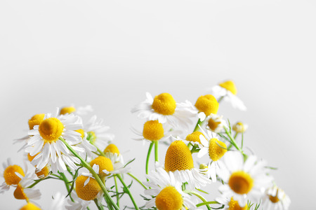 Daisy flowers on light backgroundの写真素材