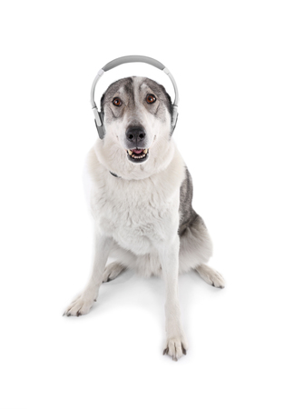 Dog in headphones isolated on whiteの写真素材