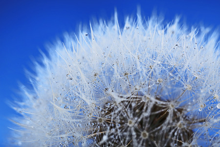 Dandelion on blue background, macro