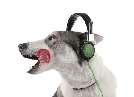 Dog in headphones isolated on whiteの写真素材