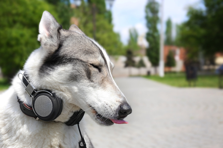 Dog in headphones in the parkの写真素材