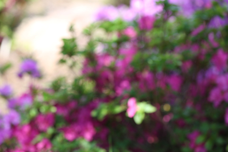 Flower bed with bright colourful flowers in botanical garden, unfocusedの写真素材