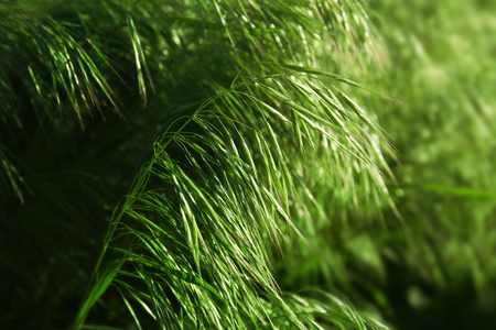 Green grass backgroundの写真素材