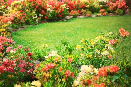 Flower bed with bright colourful flowers in botanical gardenの写真素材