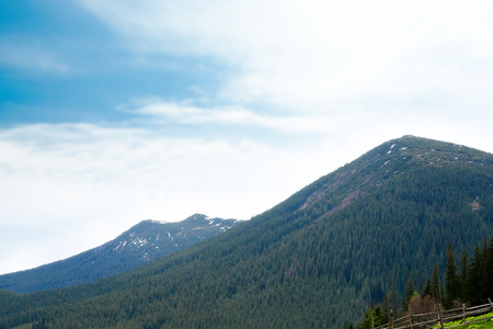 Spring forest on mountain slopesの写真素材