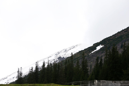 Spring forest on mountain slopesの写真素材