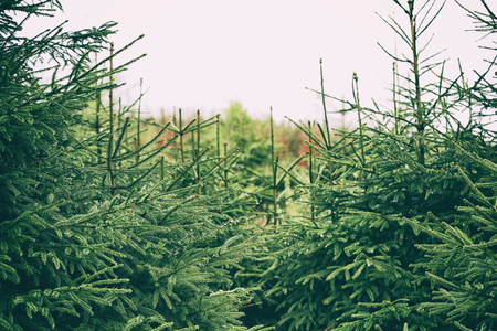Summer forest on mountain slopesの写真素材