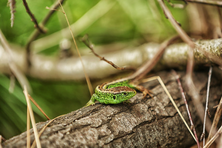 Small green lizard on the tree, close upの写真素材