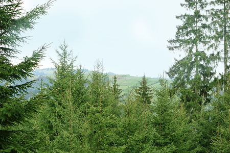 Fir tree forestの写真素材