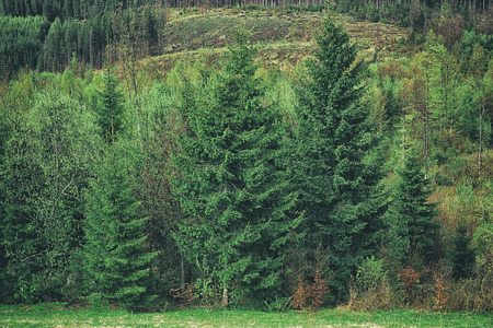 Summer forest on mountain slopes
