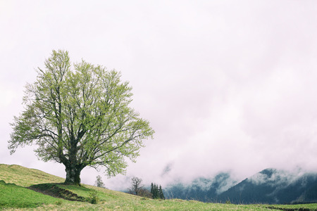 Summer forest on mountain slopesの写真素材