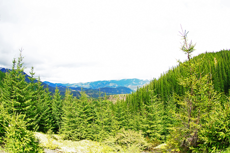 Spring forest on mountain slopesの写真素材
