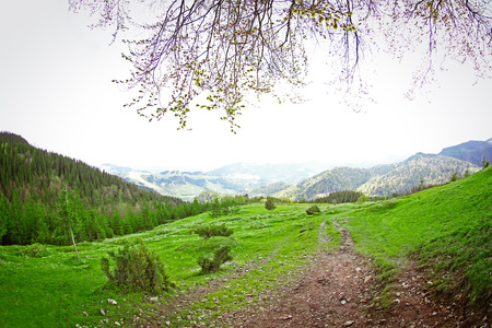 Spring forest on mountain slopesの写真素材