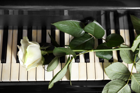 Beautiful white rose on piano keys, close upの写真素材