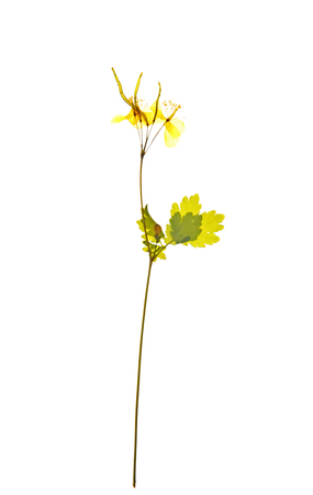 Beautiful dried blossoms isolated on whiteの写真素材
