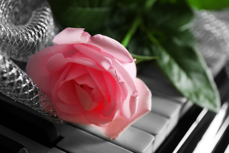 Beautiful pink rose with decorative fabric on piano keys, close upの写真素材