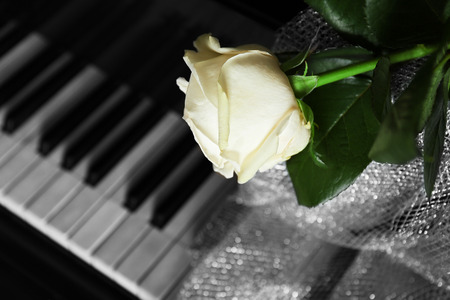 Beautiful white rose with decorative fabric on piano keys, close upの写真素材