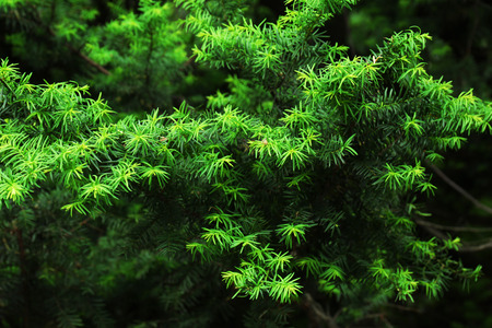 Green bush backgroundの写真素材