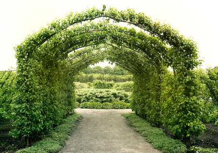 Green arch in parkの写真素材