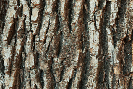 Bark tree backgroundの写真素材