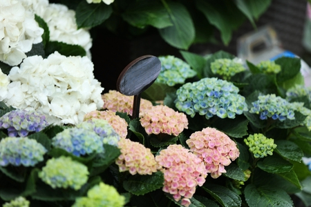 Colorful blooming flowers in a shopの写真素材