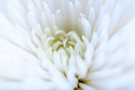 Macro of beautiful white chrysanthemum