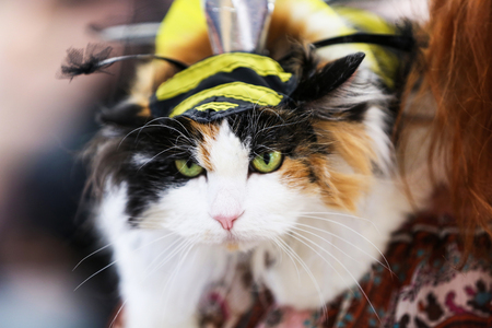 Owner hand holding her pet at the exhibition of catsの写真素材