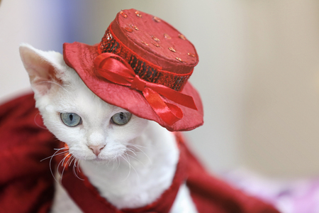 Show cat at an exhibition