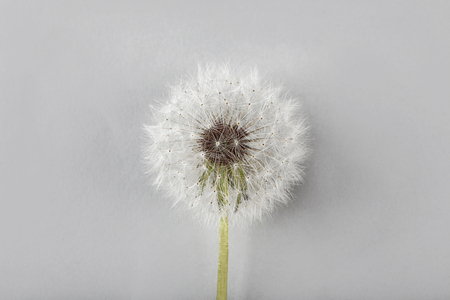 Dandelion seed head on color background, close upの写真素材