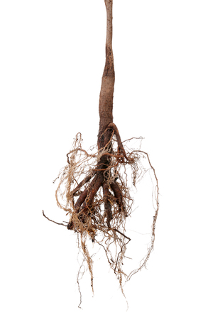 Tree root isolated on whiteの写真素材