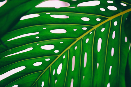 Green monstera palm leaf, close upの写真素材