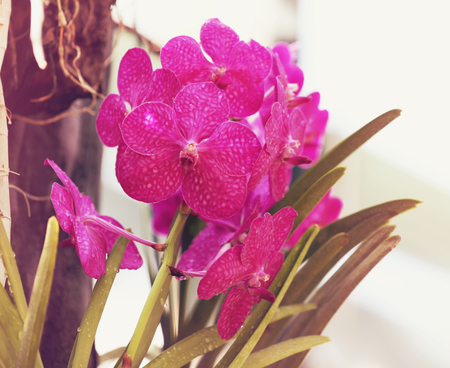 Beautiful pink orchid flowers on blurred backgroundの写真素材