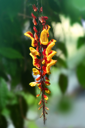 Beautiful flowers of blooming tree on blurred backgroundの写真素材