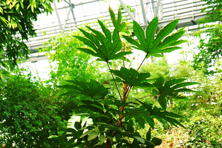 Green leaves backgroundの写真素材