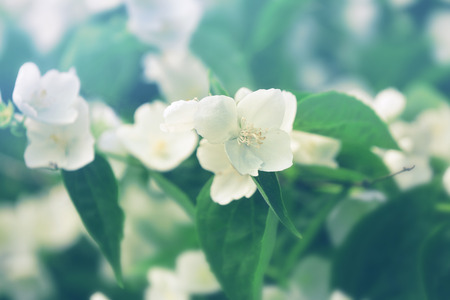 Blooming apple tree, closeupの写真素材