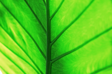 Green leaf, macro viewの写真素材