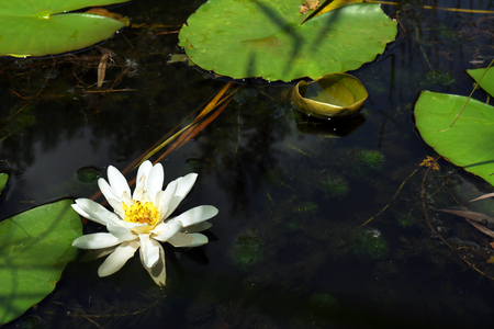Water lily on lakeの写真素材