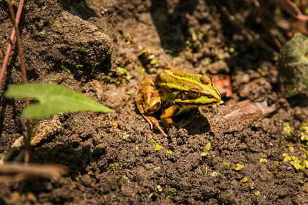Green toad on nature backgroundの写真素材