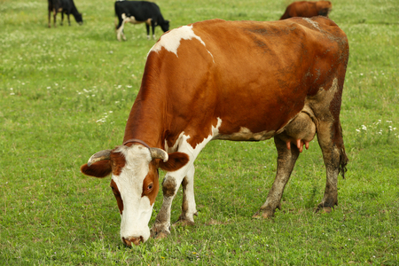 Cows on the meadowの写真素材