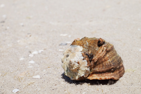 Beautiful seashell on sand shoreの写真素材