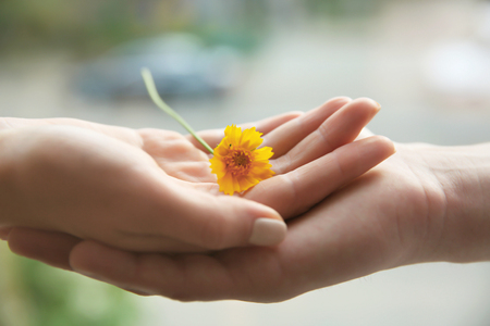 Flower and human hands on blurred backgroundの写真素材