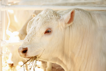 Cow in corralの写真素材