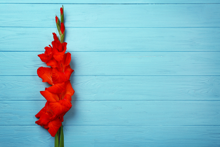 Beautiful gladiolus flowers on color wooden backgroundの写真素材