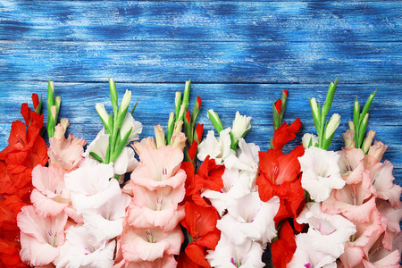 Beautiful gladiolus flowers on color wooden backgroundの写真素材