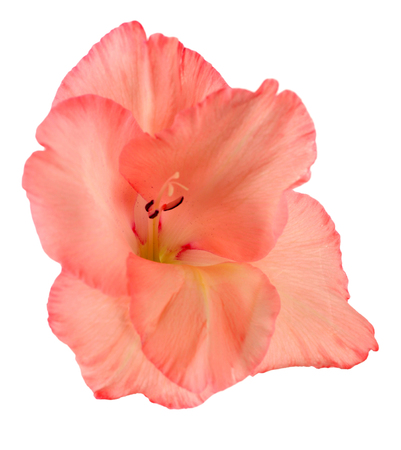 Beautiful gladiolus flower on  white backgroundの写真素材