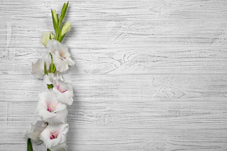 Beautiful gladiolus flower on  wooden backgroundの写真素材